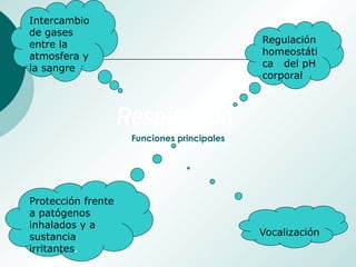 Funciones principales
Intercambio
de gases
entre la
atmosfera y
la sangre
Regulación
homeostáti
ca del pH
corporal
Protección frente
a patógenos
inhalados y a
sustancia
irritantes.
Vocalización
 