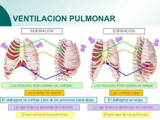VENTILACION PULMONAR
 