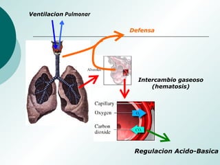 Ventilacion Pulmonar
Intercambio gaseoso
(hematosis)
Regulacion Acido-Basica
Defensa
 