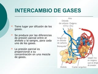INTERCAMBIO DE GASES
 Tiene lugar por difusión de los
gases.
 Se produce por las diferencias
de presión parcial entre el
alvéolo y la sangre, para cada
uno de los gases.
 La presión parcial es
proporcional a su
concentración en una mezcla
de gases.
 