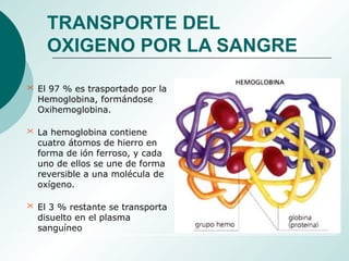 TRANSPORTE DEL
OXIGENO POR LA SANGRE
 El 97 % es trasportado por la
Hemoglobina, formándose
Oxihemoglobina.
 La hemoglobina contiene
cuatro átomos de hierro en
forma de ión ferroso, y cada
uno de ellos se une de forma
reversible a una molécula de
oxígeno.
 El 3 % restante se transporta
disuelto en el plasma
sanguíneo
 