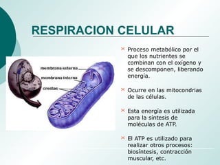 RESPIRACION CELULAR
 Proceso metabólico por el
que los nutrientes se
combinan con el oxígeno y
se descomponen, liberando
energía.
 Ocurre en las mitocondrias
de las células.
 Esta energía es utilizada
para la síntesis de
moléculas de ATP.
 El ATP es utilizado para
realizar otros procesos:
biosíntesis, contracción
muscular, etc.
 