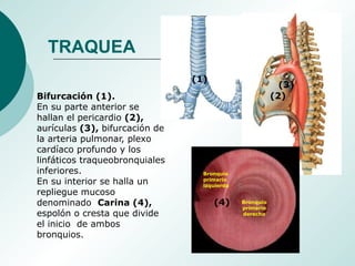 Bifurcación (1).
En su parte anterior se
hallan el pericardio (2),
aurículas (3), bifurcación de
la arteria pulmonar, plexo
cardíaco profundo y los
linfáticos traqueobronquiales
inferiores.
En su interior se halla un
repliegue mucoso
denominado Carina (4),
espolón o cresta que divide
el inicio de ambos
bronquios.
Bronquio
primario
izquierdo
Bronquio
primario
derecho
(1)
(2)
(3)
(4)
TRAQUEA
 