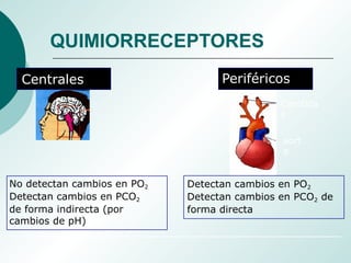 Centrales Periféricos
aort
a
Carótida
s
Detectan cambios en PO2
Detectan cambios en PCO2 de
forma directa
No detectan cambios en PO2
Detectan cambios en PCO2
de forma indirecta (por
cambios de pH)
QUIMIORRECEPTORES
 