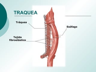 Tejido
fibroelástico
Tráquea
Esófago
TRAQUEA
 