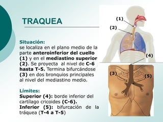 (1)
 TRAQUEA
                                      (2)


Situación:
se localiza en el plano medio de la
parte anteroinferi...