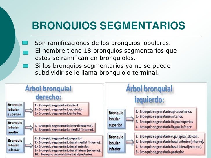 Anatomia y Fisiologia de Traquea y Arbol Bronquial