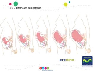 5-6-7-8-9 meses de gestación