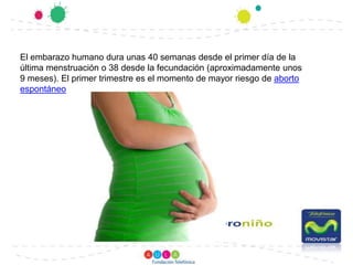El embarazo humano dura unas 40 semanas desde el primer día de la última menstruación o 38 desde la fecundación (aproximadamente unos 9 meses). El primer trimestre es el momento de mayor riesgo de aborto espontáneo