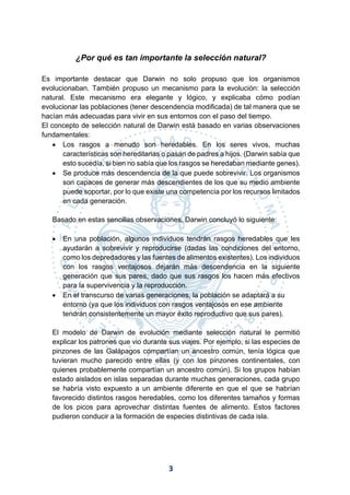 3
¿Por qué es tan importante la selección natural?
Es importante destacar que Darwin no solo propuso que los organismos
evolucionaban. También propuso un mecanismo para la evolución: la selección
natural. Este mecanismo era elegante y lógico, y explicaba cómo podían
evolucionar las poblaciones (tener descendencia modificada) de tal manera que se
hacían más adecuadas para vivir en sus entornos con el paso del tiempo.
El concepto de selección natural de Darwin está basado en varias observaciones
fundamentales:
• Los rasgos a menudo son heredables. En los seres vivos, muchas
características son hereditarias o pasan de padres a hijos. (Darwin sabía que
esto sucedía, si bien no sabía que los rasgos se heredaban mediante genes).
• Se produce más descendencia de la que puede sobrevivir. Los organismos
son capaces de generar más descendientes de los que su medio ambiente
puede soportar, por lo que existe una competencia por los recursos limitados
en cada generación.
Basado en estas sencillas observaciones, Darwin concluyó lo siguiente:
• En una población, algunos individuos tendrán rasgos heredables que les
ayudarán a sobrevivir y reproducirse (dadas las condiciones del entorno,
como los depredadores y las fuentes de alimentos existentes). Los individuos
con los rasgos ventajosos dejarán más descendencia en la siguiente
generación que sus pares, dado que sus rasgos los hacen más efectivos
para la supervivencia y la reproducción.
• En el transcurso de varias generaciones, la población se adaptará a su
entorno (ya que los individuos con rasgos ventajosos en ese ambiente
tendrán consistentemente un mayor éxito reproductivo que sus pares).
El modelo de Darwin de evolución mediante selección natural le permitió
explicar los patrones que vio durante sus viajes. Por ejemplo, si las especies de
pinzones de las Galápagos compartían un ancestro común, tenía lógica que
tuvieran mucho parecido entre ellas (y con los pinzones continentales, con
quienes probablemente compartían un ancestro común). Si los grupos habían
estado aislados en islas separadas durante muchas generaciones, cada grupo
se habría visto expuesto a un ambiente diferente en que el que se habrían
favorecido distintos rasgos heredables, como los diferentes tamaños y formas
de los picos para aprovechar distintas fuentes de alimento. Estos factores
pudieron conducir a la formación de especies distintivas de cada isla.
 