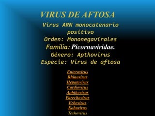VIRUS DE AFTOSA
Virus ARN monocatenario
        positivo
 Orden: Mononegavirales
 Familia: Picornaviridae.
   Género: Apthovirus
Especie: Virus de aftosa
       Enterovirus
        Rhinovirus
       Hepatovirus
       Cardiovirus
       Aphthovirus
       Parechovirus
        Erbovirus
        Kobuvirus
        Teshovirus
 