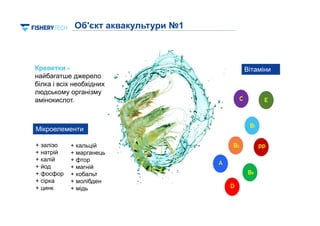 11
Креветки -
найбагатше джерело
білка і всіх необхідних
людському організму
амінокислот.
Об'єкт аквакультури №1
Мікроелементи
+ кальцій
+ марганець
+ фтор
+ магній
+ кобальт
+ молібден
+ мідь
+ залізо
+ натрій
+ калій
+ йод
+ фосфор
+ сірка
+ цинк
Вітаміни
 