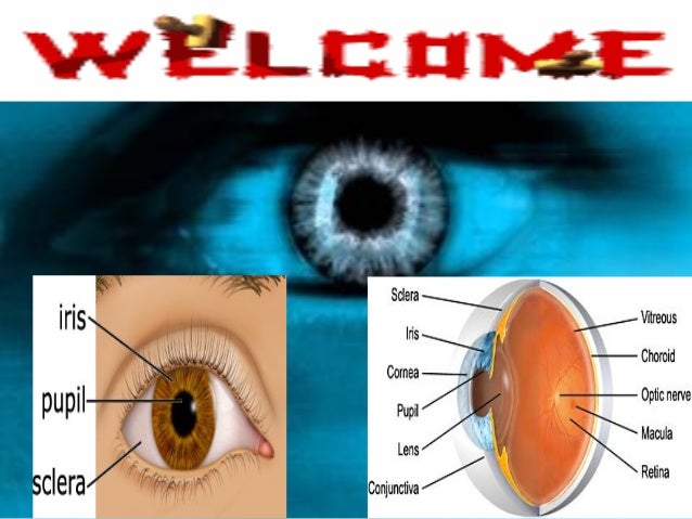 Essay On Eye Trauma