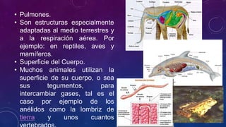 • Pulmones. 
• Son estructuras especialmente 
adaptadas al medio terrestres y 
a la respiración aérea. Por 
ejemplo: en reptiles, aves y 
mamíferos. 
• Superficie del Cuerpo. 
• Muchos animales utilizan la 
superficie de su cuerpo, o sea 
sus tegumentos, para 
intercambiar gases, tal es el 
caso por ejemplo de los 
anélidos como la lombriz de 
tierra y unos cuantos 
vertebrados. 
 