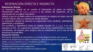 RESPIRACIÓN DIRECTA E INDIRECTA. 
Respiración Directa. 
La respiración directa se da cuando el intercambio de gases se realiza 
directamente entre el medio ambiente y las células del organismo, sin la 
intervención de un órgano respiratorio. 
Debido a que en el medio externo la concentración de oxígeno es mayor que en 
el medio interno, este gas ingresa por simple difusión. 
La respiración directa se presenta en organismos como poríferos, celentéreos, 
platelmintos y nemátodos. 
Los poríferos y celentéreos toman el oxígeno disuelto en el agua, a su vez 
expulsan el CO2. En organismos parásitos como tenias (platelmintos) y oxiuros 
(nemátodos), se requiere poco oxígeno para su metabolismo, por lo que se les 
denomina microaerófilos. 
Respiración Indirecta 
Este tipo de respiración es característico en animales de gran tamaño, por lo que es 
necesaria la presencia de un órgano respiratorio, capaz de transportar los gases desde el 
medio ambiente hacia el sistema circulatorio y viceversa. 
El órgano respiratorio se caracteriza por presentar un epitelio delgado y muy 
vascularizado (muchos vasos sanguíneos). 
Además el epitelio debe ser húmedo para capturar gases. 
 