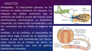INSECTOS 
Artrópodos.- El intercambio gaseoso en los 
insectos se realiza mediante las tráqueas. Las 
tráqueas son tubitos quitinosos que se 
ramifican por todo el cuerpo del insecto. Estas 
ramificaciones microscópicas se denominan 
traqueolas, las cuales están humedecidas y son 
tan numerosas que las células se oxigenan de 
ella 
Anélidos.- En los anélidos, el intercambio de 
gases tiene lugar a través de la superficie del 
cuerpo, el que está humedecido con mucus, 
como ocurre en la lombriz de tierra, de 
actividad nocturna, que vive en galerías 
subterráneas húmedas. 
 