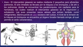 • Aves.- El intercambio gaseoso se realiza mediante 2 pequeños pero eficientes 
pulmones. El aire inhalado es llevado por la tráquea a los bronquios, y de ahí a 
los pulmones, donde se encuentran los parabronquios, con capilares para la 
hematosis, los cuales realizan el intercambio gaseoso en la inspiración y 
exhalación. Las aves presentan sacos aéreos que actúan también como 
refrigerantes, disminuyendo el calor excesivo del cuerpo. A nivel de la división de 
la tráquea en bronquios se encuentra un órgano fonador llamado siringe, el cual 
permite el canto característico. 
 