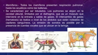 • Mamíferos.- Todos los mamíferos presentan respiración pulmonar, 
hasta los acuáticos como las ballenas. 
• Se caracterizan por ser lobulados. Los pulmones se alojan en la 
cavidad pleural, limitados por el diafragma, que es un músculo que 
interviene en la entrada y salida de gases. El intercambio de gases 
(hematosis) se realiza a nivel de los alvéolos que están rodeados de 
capilares sanguíneos. La emisión de sonidos es posible por la 
presencia de cuerdas vocales que se ubican en la laringe. 
 