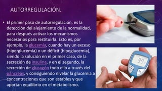 AUTORREGULACIÓN. 
• El primer paso de autorregulación, es la 
detección del alejamiento de la normalidad, 
para después activar los mecanismos 
necesarios para restituirla. Esto es, por 
ejemplo, la glucemia, cuando hay un exceso 
(hiperglucemia) o un déficit (hipoglucemia), 
siendo la solución en el primer caso, de la 
secreción de insulina, y en el segundo, la 
secreción de glucagón todo ello a través del 
páncreas, y consiguiendo nivelar la glucemia a 
concentraciones que son estables y que 
aportan equilibrio en el metabolismo. 
 