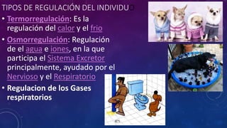 TIPOS DE REGULACIÓN DEL INDIVIDUO 
• Termorregulación: Es la 
regulación del calor y el frio 
• Osmorregulación: Regulación 
de el agua e iones, en la que 
participa el Sistema Excretor 
principalmente, ayudado por el 
Nervioso y el Respiratorio 
• Regulacion de los Gases 
respiratorios 
 