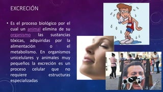 EXCRECIÓN 
• Es el proceso biológico por el 
cual un animal elimina de su 
organismo las sustancias 
tóxicas, adquiridas por la 
alimentación o el 
metabolismo. En organismos 
unicelulares y animales muy 
pequeños la excreción es un 
proceso celular que no 
requiere estructuras 
especializadas 
 