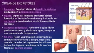 ÓRGANOS EXCRETORES 
• Pulmones. Expulsan al aire el dióxido de carbono 
producido en la respiración celular. 
• Hígado. Expulsa al intestino productos tóxicos 
formados en las transformaciones químicas de los 
nutrientes, estos desechos se eliminan mediante 
las heces. 
• Glándulas sudoríparas. Junto con el agua filtran 
productos tóxicos, y eliminan el agua, aunque es 
una respuesta a la temperatura. 
• Riñones. Hacen una filtración selectiva de los 
compuestos tóxicos de la sangre. Regulan la 
cantidad de sales del organismo. Los riñones 
junto a los órganos canalizadores de la orina 
forman el aparato urinario 
 