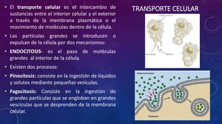 • El transporte celular es el intercambio de TRANSPORTE CELULAR 
sustancias entre el interior celular y el exterior 
a través de la membrana plasmática o el 
movimiento de moléculas dentro de la célula. 
• Las partículas grandes se introducen o 
expulsan de la célula por dos mecanismos: 
• ENDOCITOSIS- es el paso de moléculas 
grandes al interior de la célula. 
• Existen dos procesos: 
• Pinocitosis: consiste en la ingestión de líquidos 
y solutos mediante pequeñas vesículas. 
• Fagocitosis: Consiste en la ingestión de 
grandes partículas que se engloban en grandes 
vesciculas que se desprenden de la membrana 
celular. 
 