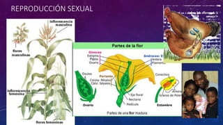 REPRODUCCIÓN SEXUAL 
 