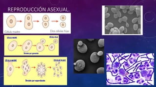 REPRODUCCIÓN ASEXUAL. 
 