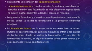 • Básicamente se reconocen dos tipos de fecundación: 
• La fecundación externa en que los gametos femeninos y masculinos son 
liberados al medio: esta fecundación es más efectiva en lugares donde 
no existen muchas corrientes y donde el espacio es reducido. 
• Los gametos femeninos y masculinos son depositados en una masa de 
mucus, donde se realiza la fecundación y se producen embriones 
pelágicos. 
• La fecundación interna se da mayormente en nemertinos terrestres. 
Durante el apareamiento, los gametos masculinos entran a los ovarios 
de las hembras donde se realiza la fecundación. En este tipo de 
fecundación, la hembra, en algunas especies puede poner huevos y en 
otras parir crías vivas ya en estado juvenil 
 