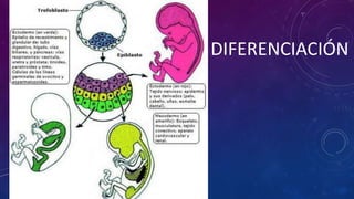DIFERENCIACIÓN 
 
