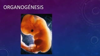 ORGANOGÉNESIS 
 