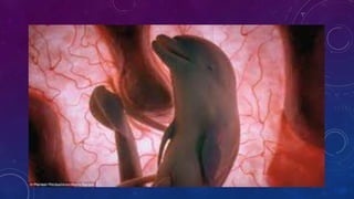 FUNCIÓN DE LOS SERES VIVOS 