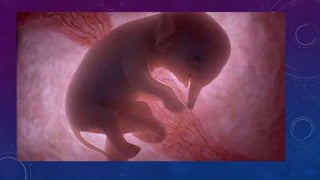 FUNCIÓN DE LOS SERES VIVOS 