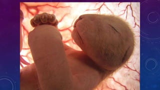 FUNCIÓN DE LOS SERES VIVOS 