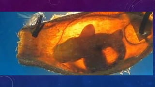 FUNCIÓN DE LOS SERES VIVOS 