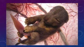 FUNCIÓN DE LOS SERES VIVOS 