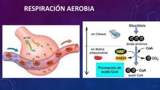 RESPIRACIÓN AEROBIA 
 