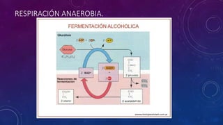 RESPIRACIÓN ANAEROBIA. 
 
