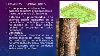 ORGANOS RESPIRATORIOS. 
• En las plantas, el intercambio 
gaseoso se realiza principalmente a 
través de estomas y/o lenticelas. 
• Estomas o pneumátodos. Los 
estomas suelen localizarse en la 
parte inferior de la hoja, en la que 
no reciben la luz solar directa, 
también se encuentran en tallos 
herbáceos. 
• Lenticelas. 
• Se encuentran diseminadas en la 
corteza muerta de tallos y raíces. 
De modo típico, las lenticelas son 
de forma lenticular (lente biconvexa) 
en su contorno externo, de donde 
se les viene el nombre. 
 