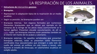 LA RESPIRACIÓN DE LOS ANIMALES. 
• Estructuras de intercambio gaseoso. 
• Branquias. 
• Representan la adaptación típica de la respiración de un medio 
acuático. 
• Según su posición, las branquias pueden ser: 
• Branquias Internas.- Son órganos formados por numerosos 
filamentos branquiales que se ubican por ejemplo en las 
ventanas de la laringe de los peces óseos (comúnmente se le 
llaman agallas). Presentan elevada vascularización, de allí su 
color rojizo. Las branquias internas están presentes también en 
el interior del manto de los pulpos y calamares. 
• Branquias externas.- En aquellos vertebrados que presentan 
branquias externas, estas se presentan como filamentos 
ramificados muy vascularizados que emergen a cada lado del 
cuello del animal; en anfibios sin cola (sapos y ranas), sólo 
durante el estadio de renacuajo, en salamandras acuáticas en 
estadio adulto. 
 