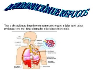 Tras a absorción,no intestino ten numerosos pregos e deles saen unhas
prolongacións moi finas chamadas pilosidades intestinais.

 