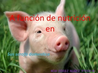 A función de nutrición
en
Sus scrofa domestica
Noa Pérez Núñez 3ºESO-B

 