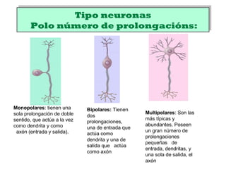 Tipo neuronas
Polo número de prolongacións:
Tipo neuronas
Polo número de prolongacións:
Monopolares: tienen una
sola prolongación de doble
sentido, que actúa a la vez
como dendrita y como
axón (entrada y salida).
Bipolares: Tienen
dos
prolongaciones,
una de entrada que
actúa como
dendrita y una de
salida que actúa
como axón
Multipolares: Son las
más típicas y
abundantes. Poseen
un gran número de
prolongaciones
pequeñas de
entrada, dendritas, y
una sola de salida, el
axón
 