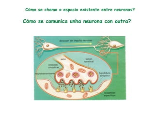 Cómo se chama o espacio existente entre neuronas?
Cómo se comunica unha neurona con outra?
 