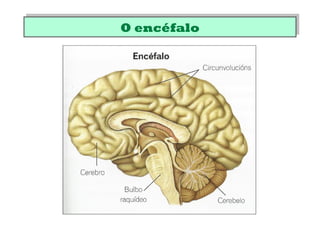 O encéfaloO encéfalo
 