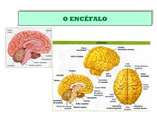 O ENCÉFALOO ENCÉFALO
 