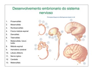 1. Prosencéfalo
2. Mesencéfalo
3. Romboencéfalo
4. Futura médula espinal
5. Diencéfalo
6. Telencéfalo
7. Mielencéfalo, futuro
bulbo
8. Médula espinal
9. Hemisferio cerebral
10. Lóbulo olfatorio
11. Nervio óptico
12. Cerebelo
13. Metencéfalo
Desenvolvemento embrionario do sistema
nervioso
 