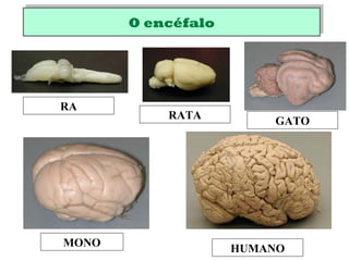 O encéfaloO encéfalo
RATA
GATO
MONO HUMANO
RA
 