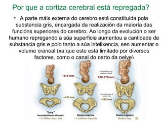 Por que a cortiza cerebral está repregada?
• A parte máis externa do cerebro está constituída pola
substancia gris, encargada da realización da maioría das
funcións superiores do cerebro. Ao longo da evolución o ser
humano repregando a súa superficie aumentou a cantidade de
substancia gris e polo tanto a súa intelixencia, sen aumentar o
volume craneal (xa que este está limitado por diversos
factores, como o canal do parto da pelve)
 